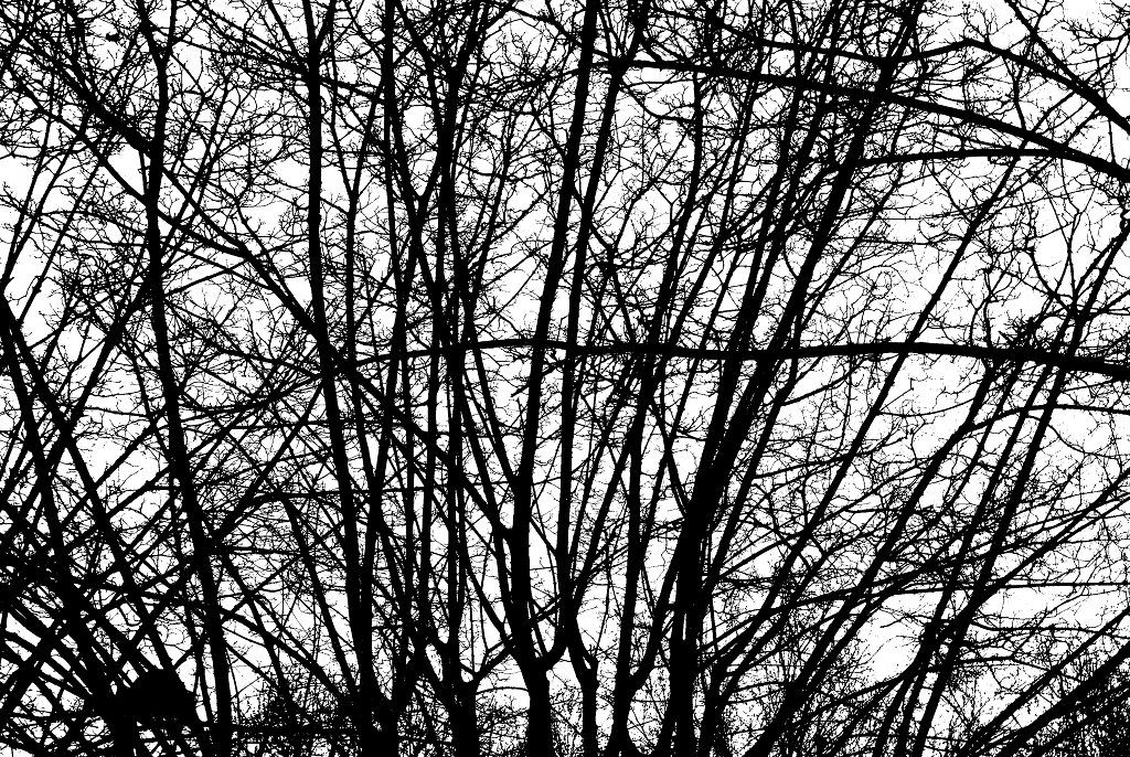 Ramas desnudas contra el cielo, en blanco y negro