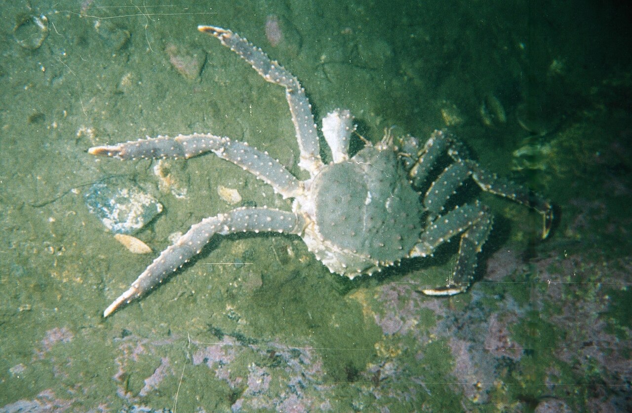 A red king crab, a crab-shaped relative of hermit crabs, running across the seafloor of Kola Bay.