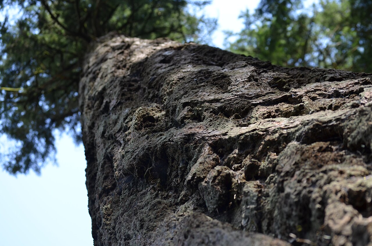 Looking up the trunk of an old Douglas fir in the University of British Columbia's research forest.