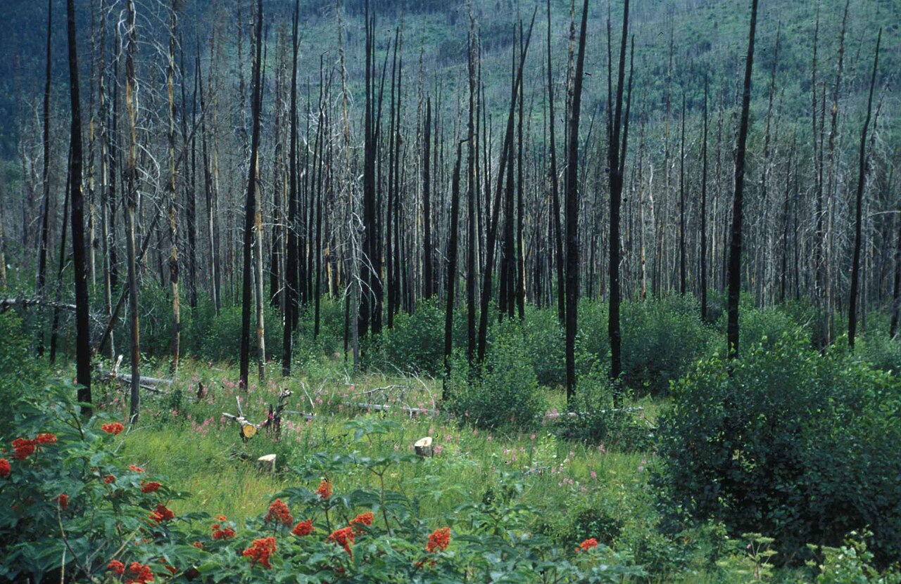 Green undergrowth and flowers grow among burnt dead tree trunks after a forest fire.