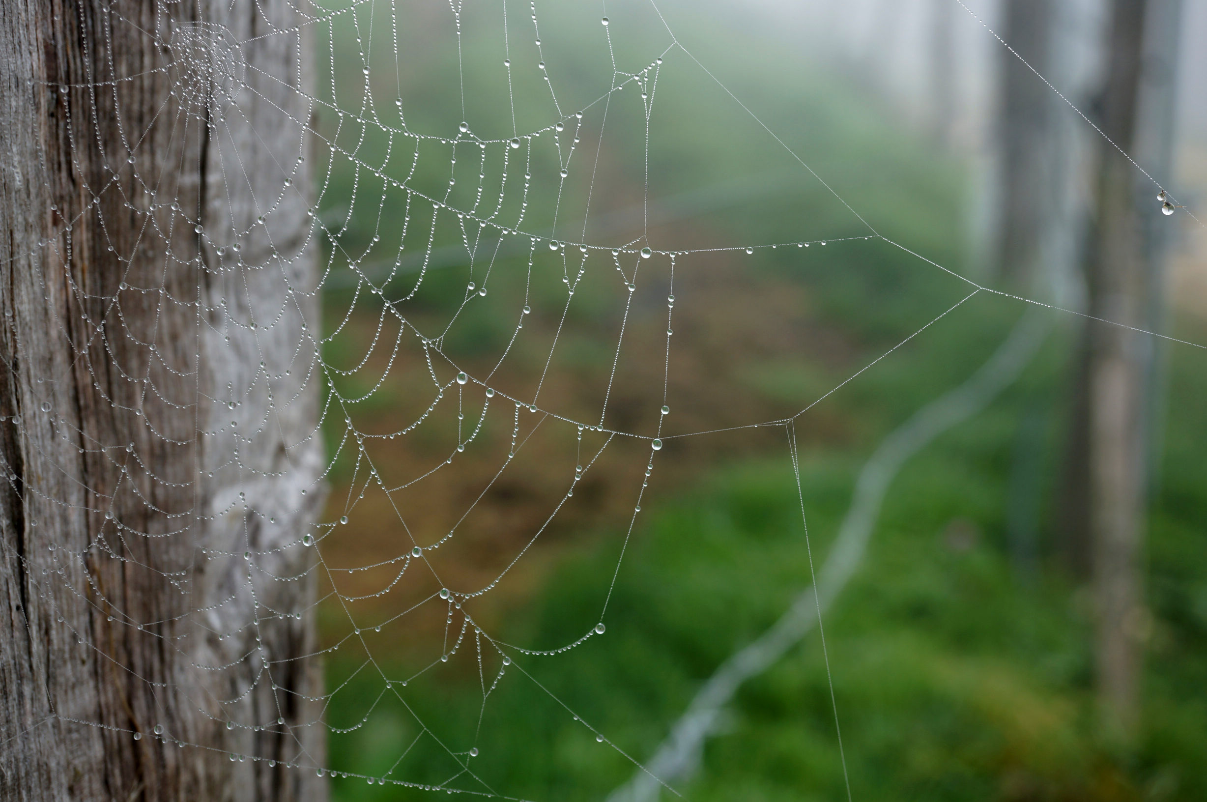 Una telaraña cubierta de rocío